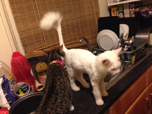 To get cats back end shaved??