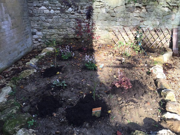 Groundcover to go under new Japanese maples