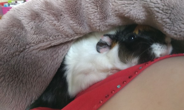 I'm having the best piggie cuddles this morning...