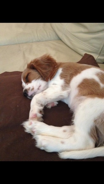 What is my dog's breed?