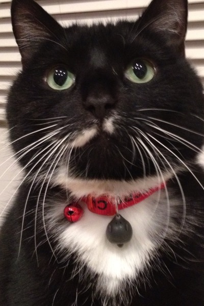 What is the breed of your cat and how smart is it?
