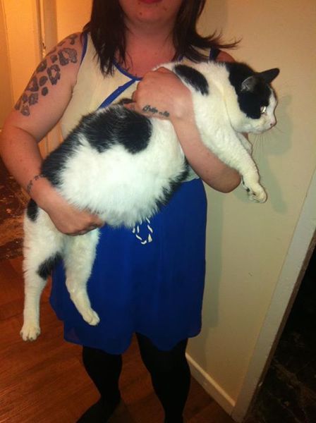 Why are my cats so fat?