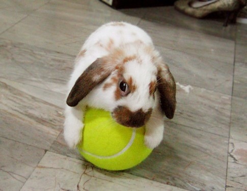 I want to post pictures of Hullygully in bunny ears and I caaaaaaan't