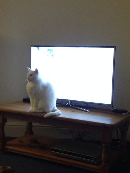 What is the breed of your cat and how smart is it?