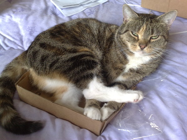 The Truth about Um Bongo, Broken Penises and Sad Fleas - it's all here, just don't talk about the Elephant in the Womb! Pee on Nigel Farage (or in a Thermos), and Join the Bonkers Bonkers for JS 30!