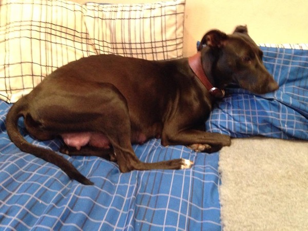 Help - a Lovely but heavily pregnant Lurcher turned up at my door today