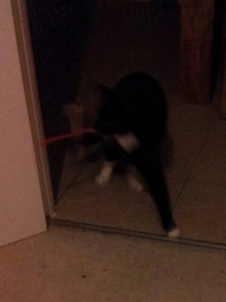 The Truth about Um Bongo, Broken Penises and Sad Fleas - it's all here, just don't talk about the Elephant in the Womb! Pee on Nigel Farage (or in a Thermos), and Join the Bonkers Bonkers for JS 30!