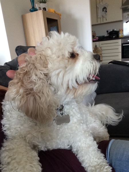 I need a name for a cute puppy.  Come see the photo.