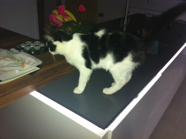 The Truth about Um Bongo, Broken Penises and Sad Fleas - it's all here, just don't talk about the Elephant in the Womb! Pee on Nigel Farage (or in a Thermos), and Join the Bonkers Bonkers for JS 30!