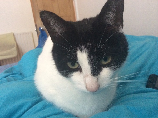 What is the breed of your cat and how smart is it?