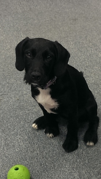 Can someone help us pick a dog?