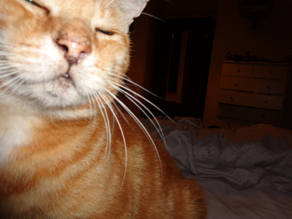 Aldi are looking for Cats to be on their new cat food packaging.
