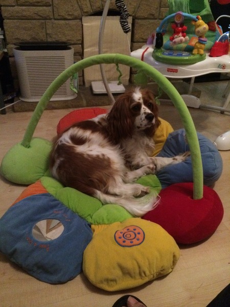 What is my dog's breed?