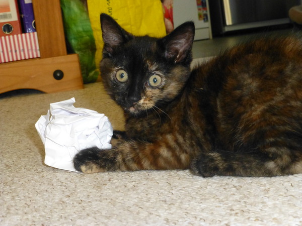 What is the breed of your cat and how smart is it?