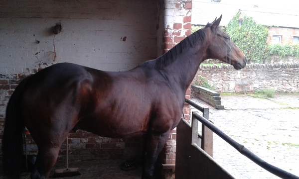 Sick horse - bugger