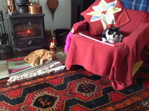 I've been to collect our new kitten