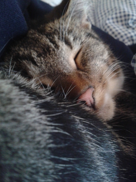 The Truth about Um Bongo, Broken Penises and Sad Fleas - it's all here, just don't talk about the Elephant in the Womb! Pee on Nigel Farage (or in a Thermos), and Join the Bonkers Bonkers for JS 30!