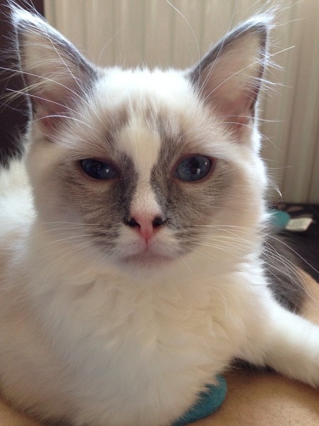 Squueeeee I'm talking to a Ragdoll rescue centre! So excited!