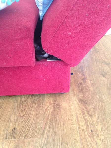 How big a gap can kittens get through?
