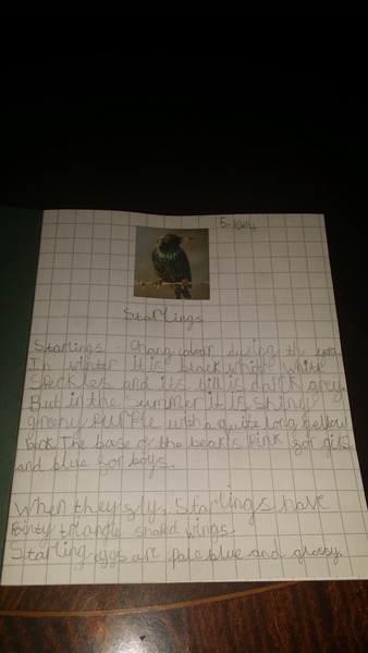 The girl who couldn't write 'bat'....