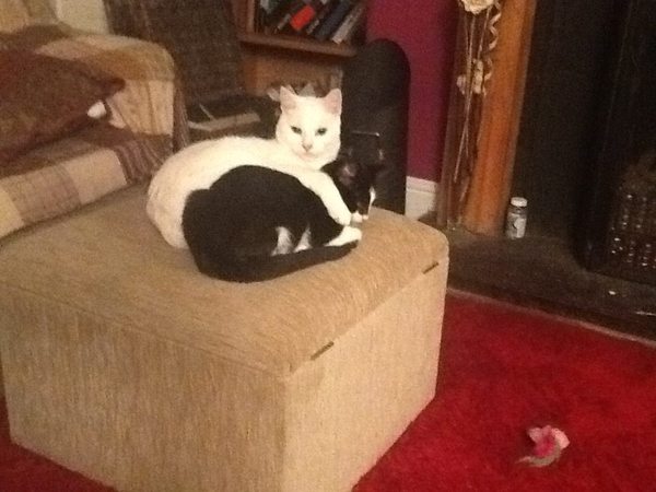 I have bought a beautiful bit of furniture as a treat to myself...