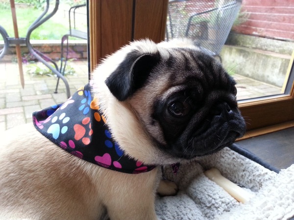 THNKING ABOUT GETTING A PUG.... advice please.