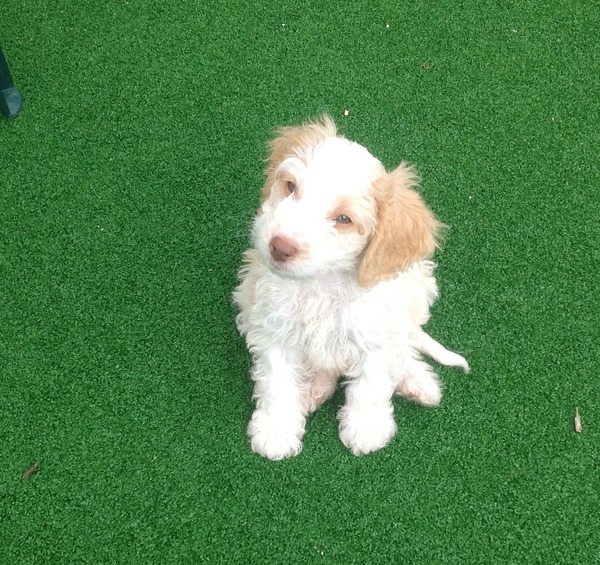 To take the puppy and go to bed?