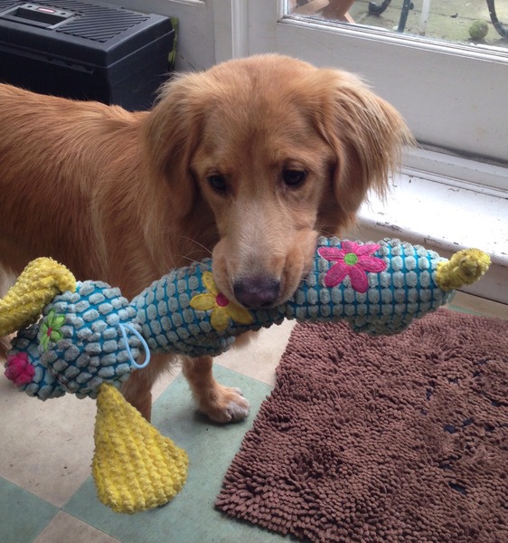 Is Kong the only brand that makes indestructible toys?