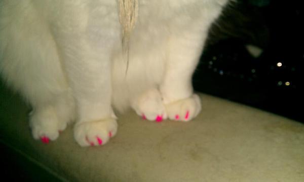 Has anyone used soft claws?