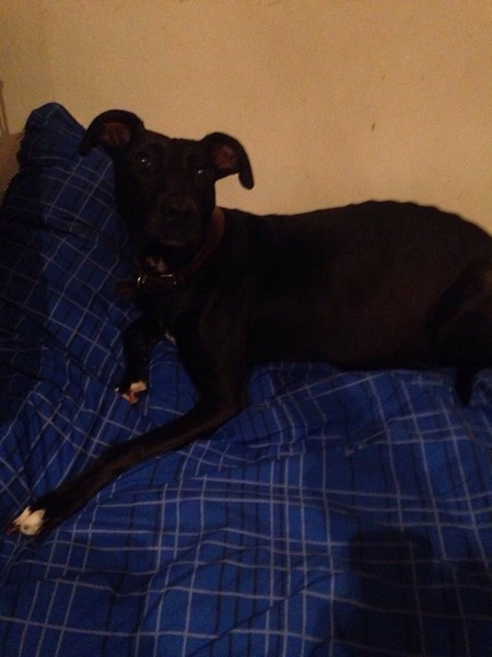 Help - a Lovely but heavily pregnant Lurcher turned up at my door today