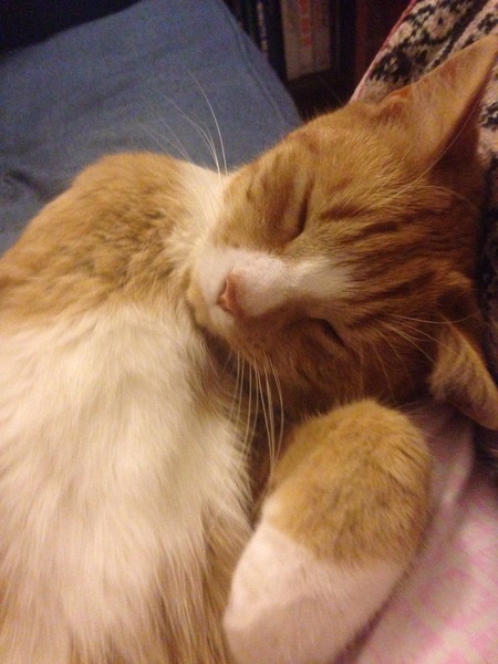 The Truth about Um Bongo, Broken Penises and Sad Fleas - it's all here, just don't talk about the Elephant in the Womb! Pee on Nigel Farage (or in a Thermos), and Join the Bonkers Bonkers for JS 30!