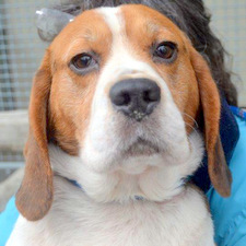 Time for another rescue hound - but now we've got kids, the chances we'll get one are low!
