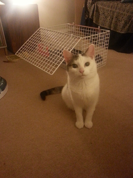 Introducing cat formerly known as...