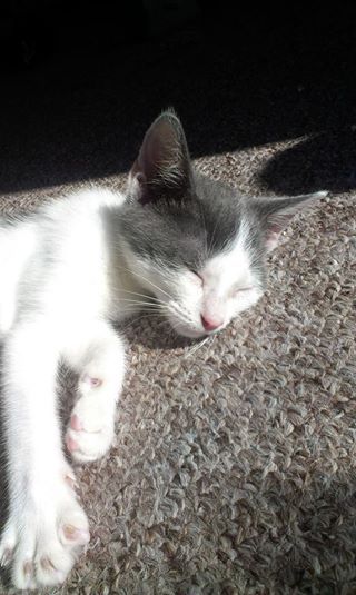 My kitten is obsessed with me...