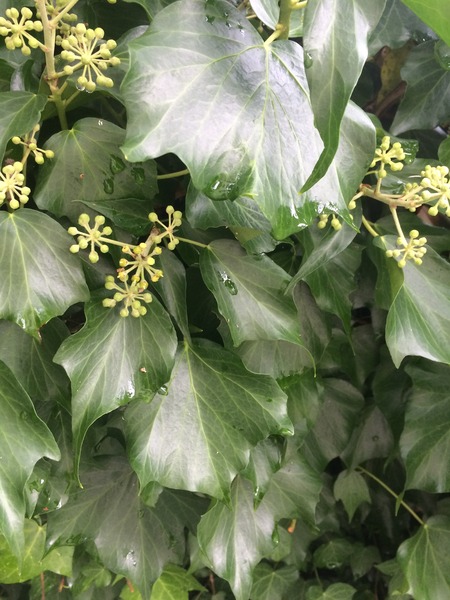 Can anyone identify this climber?