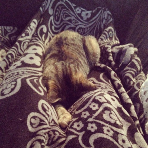 To take the puppy and go to bed?
