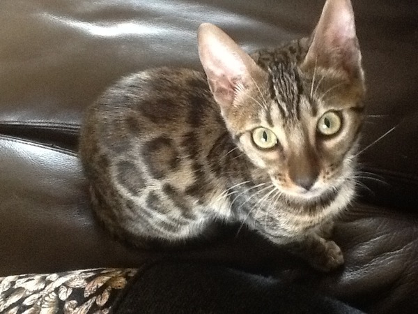 New kitten - worries and doubts [sad]