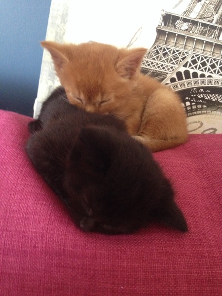 One kitten or two? (siblings)
