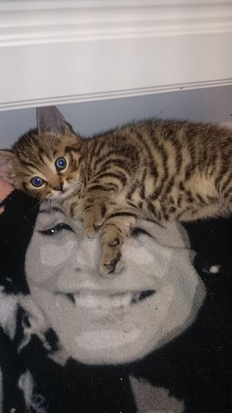 NEW KITTEN