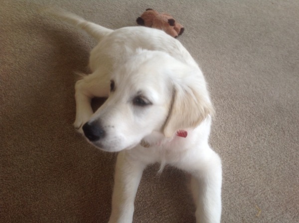 Golden retriever puppy!