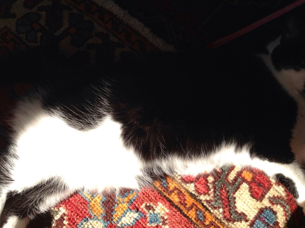 My cat is fat :-(