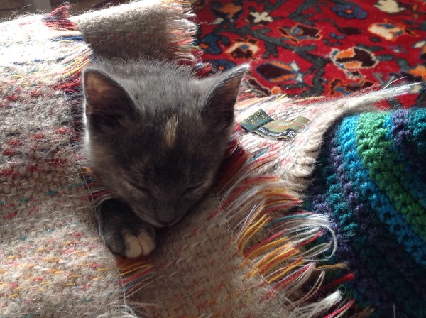 I've been to collect our new kitten
