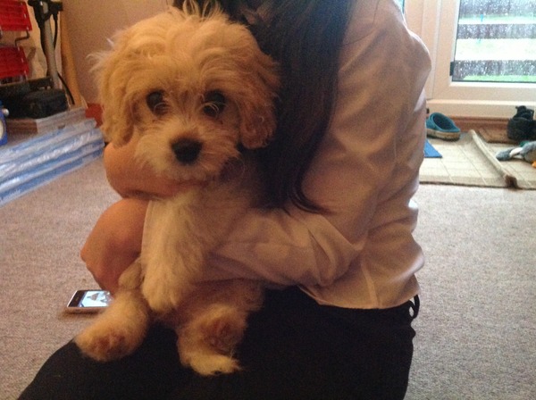 Can someone help us pick a dog?