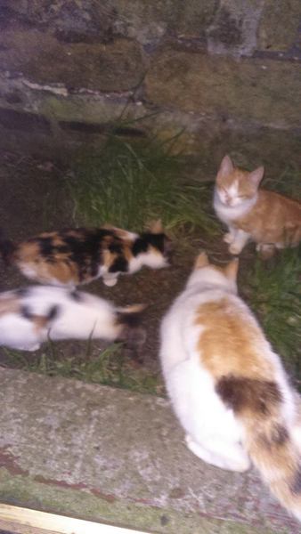 Quick update on the farm kitten situation