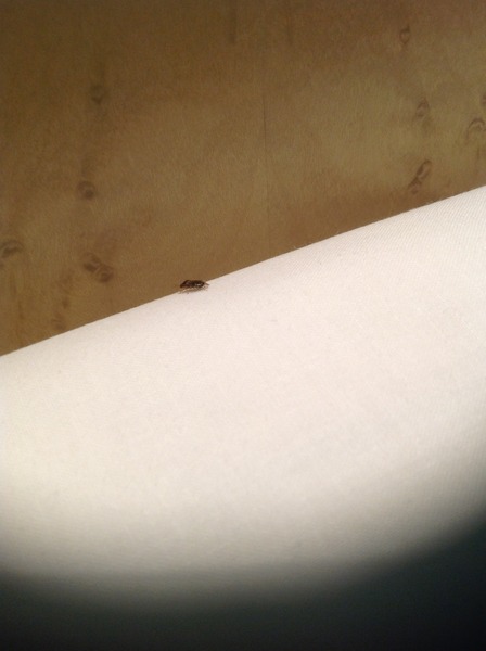 To move rooms so as not to share my pillow with