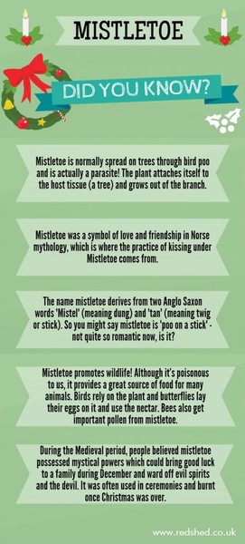 How to Grow Mistletoe?