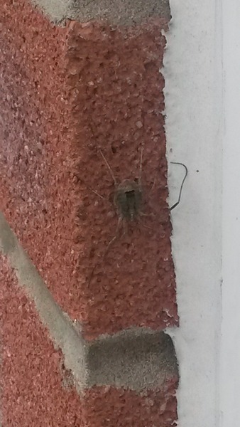 To not kill this spider
