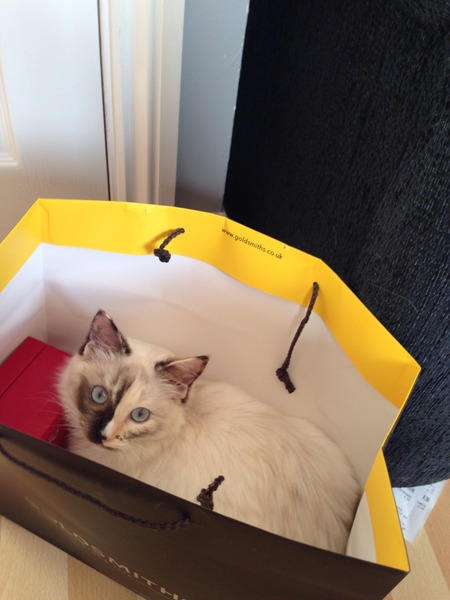 The Truth about Um Bongo, Broken Penises and Sad Fleas - it's all here, just don't talk about the Elephant in the Womb! Pee on Nigel Farage (or in a Thermos), and Join the Bonkers Bonkers for JS 30!