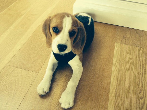 To take the puppy and go to bed?