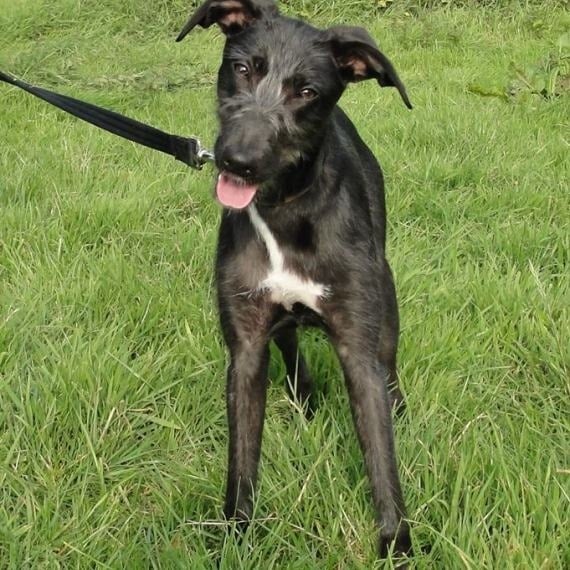 Greyhound, Whippet or Lurcher owner? Here's another pointy hounds cushion!